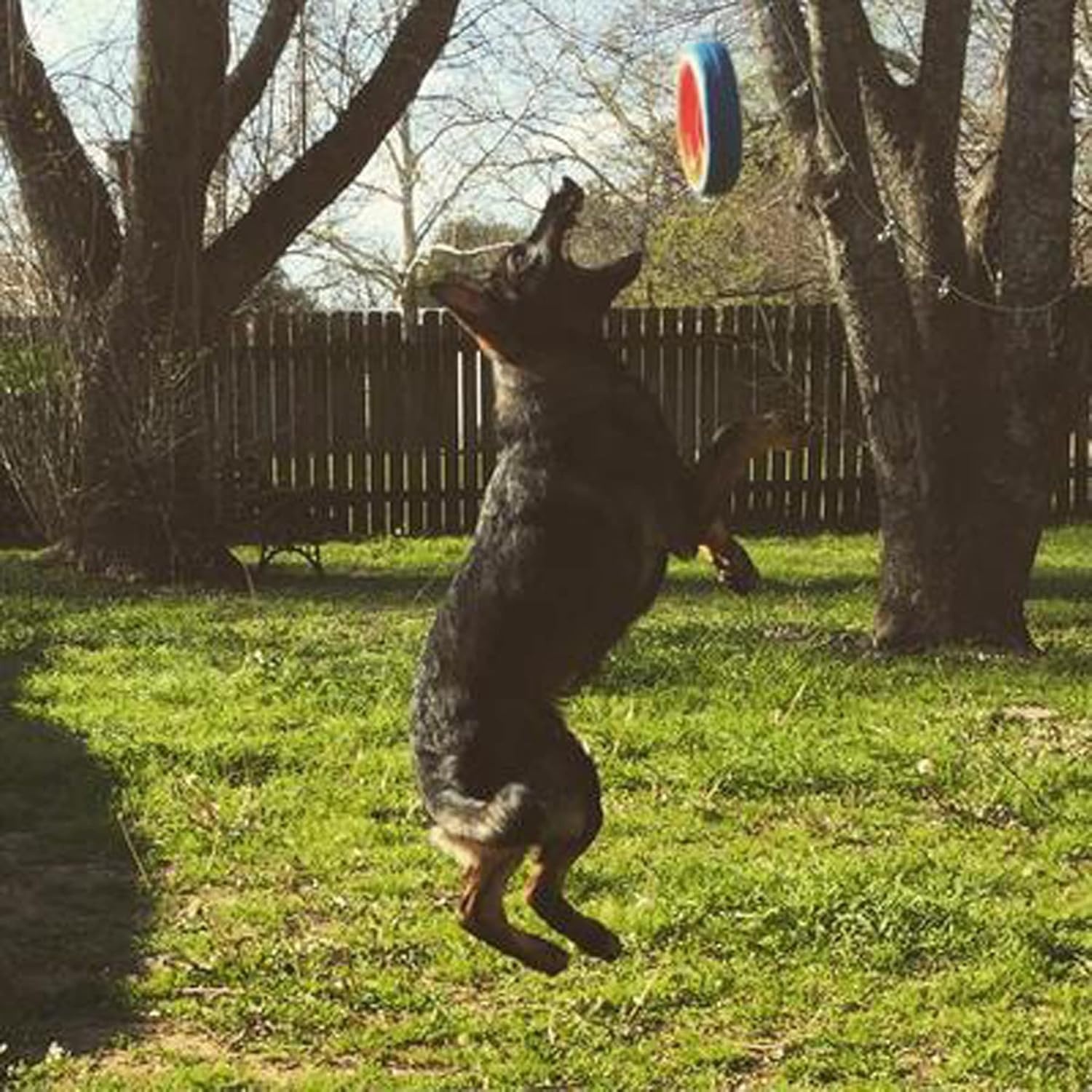 image:imageChuckit Fetch Wheel Outdoor Dog Toy Small For Small BreedsMulti