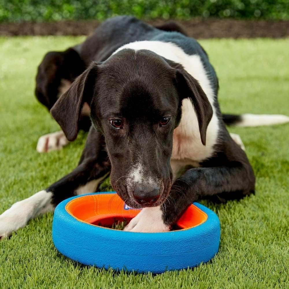 image:imageChuckit Fetch Wheel Outdoor Dog Toy Small For Small BreedsMulti