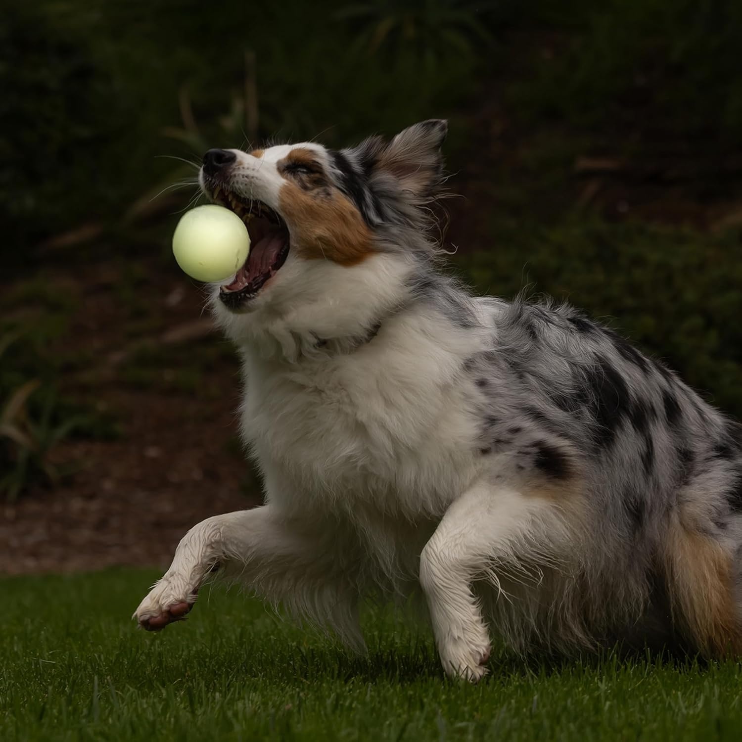 image:imageChuckit Glow in the Dark Bouncy Balls Ball for Dogs Chuckit Dog Toy Max Glow Balls Small 2 Inch Pack of 1Large
