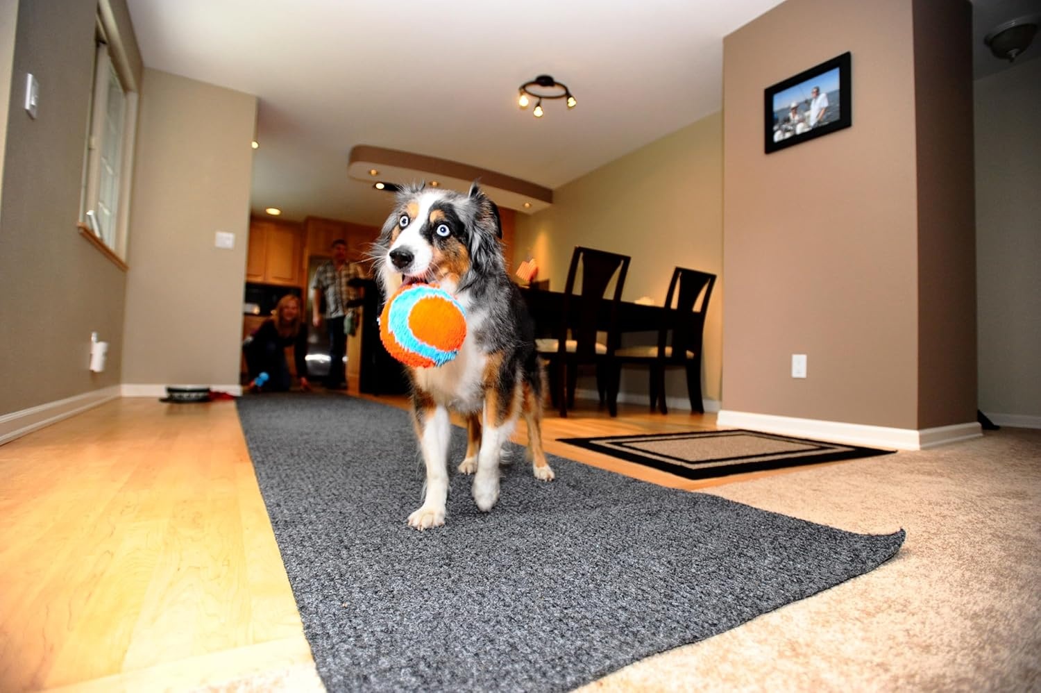 image:imageChuckit Indoor Fetch Ball Dog Toy for Dogs Interactive Dog Toys for Boredom 475 Inch Orange and BlueOrange Blue Fetch Ball
