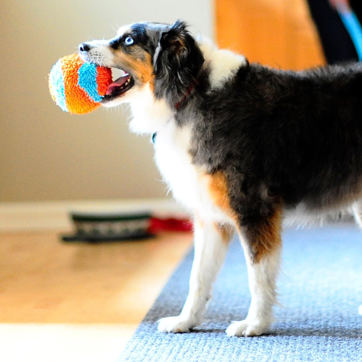 image:imageChuckit Indoor Fetch Ball Dog Toy for Dogs Interactive Dog Toys for Boredom 475 Inch Orange and BlueOrange Blue Fetch Ball