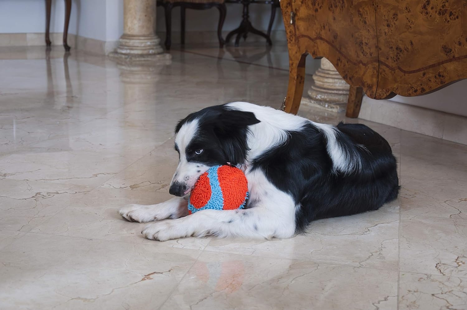 image:imageChuckit Indoor Fetch Ball Dog Toy for Dogs Interactive Dog Toys for Boredom 475 Inch Orange and BlueOrange Blue Roller