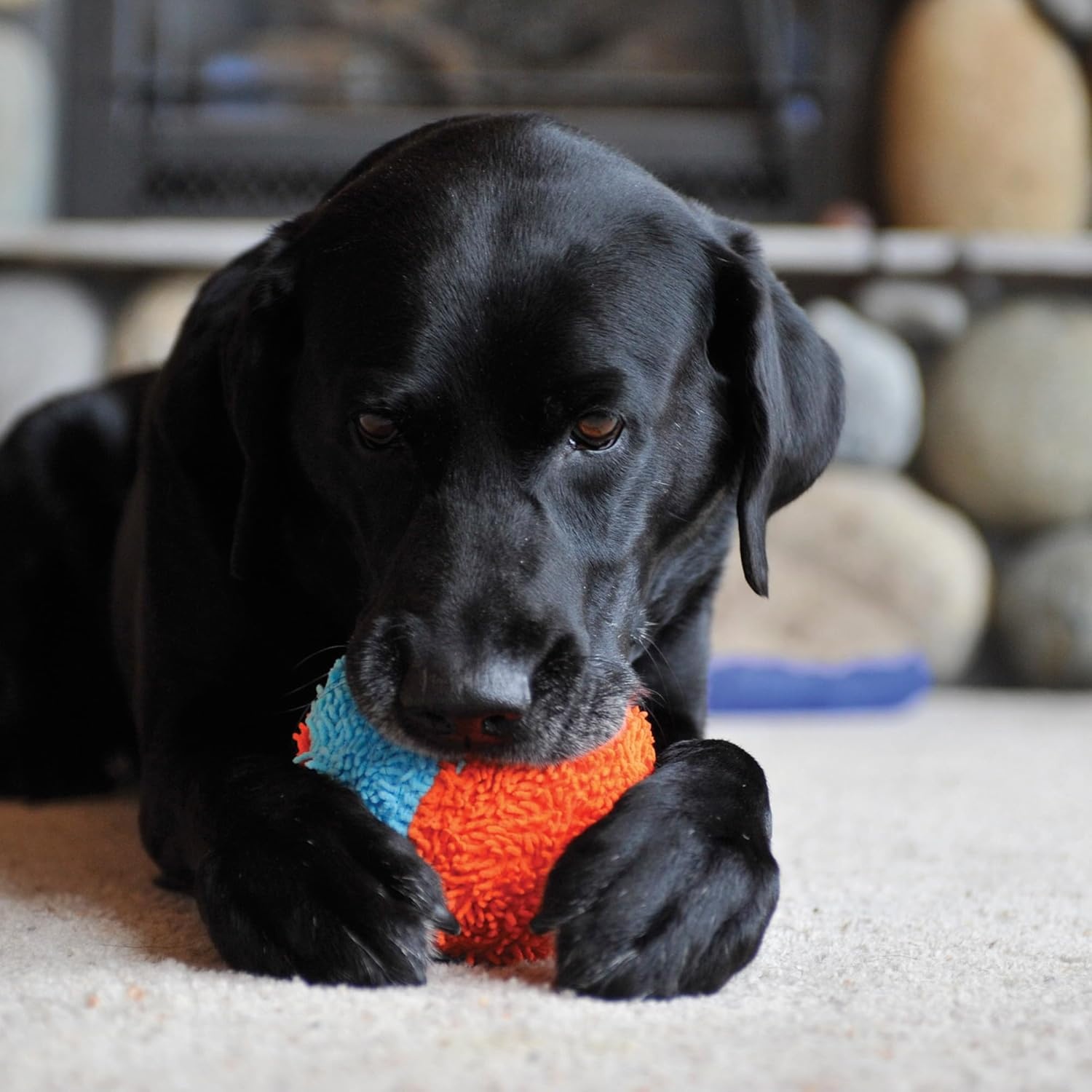 image:imageChuckit Indoor Fetch Ball Dog Toy for Dogs Interactive Dog Toys for Boredom 475 Inch Orange and BlueOrange Blue Shaker