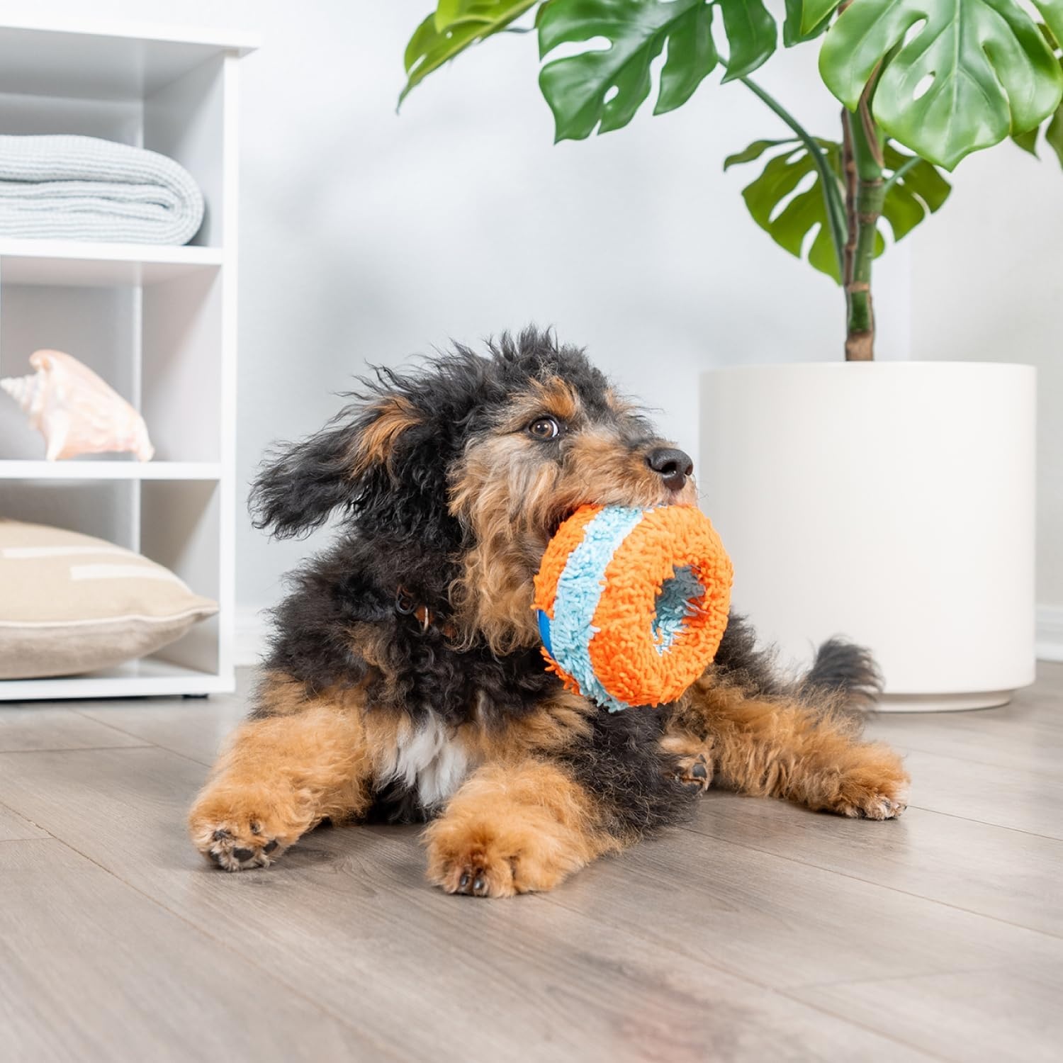 image:imageChuckit Indoor Fetch Ball Dog Toy for Dogs Interactive Dog Toys for Boredom 475 Inch Orange and BlueOrange Blue Squirrel