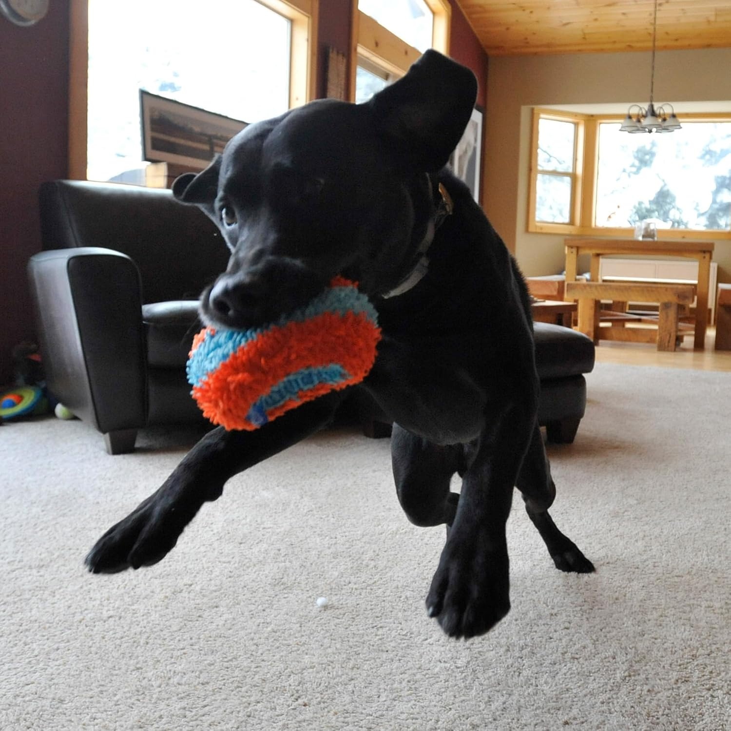 image:imageChuckit Indoor Fetch Ball Dog Toy for Dogs Interactive Dog Toys for Boredom 475 Inch Orange and BlueOrange Blue Squirrel