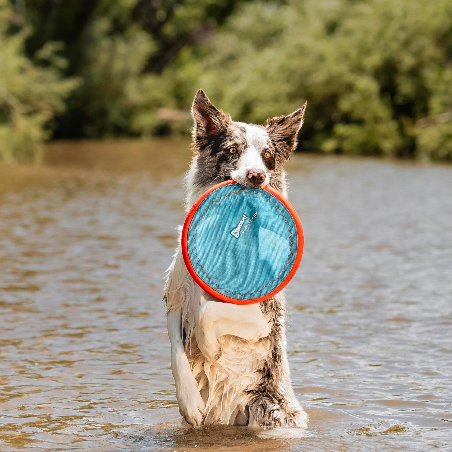 image:imageChuckit Max Glow Paraflight Flying Disc Dog Toy Water Floating Flyer Durable Nylon Construction with Soft Rubber Edges For Medium and Large Dogs Size Large 975 L x 975 W Pack of 1BlueOrange