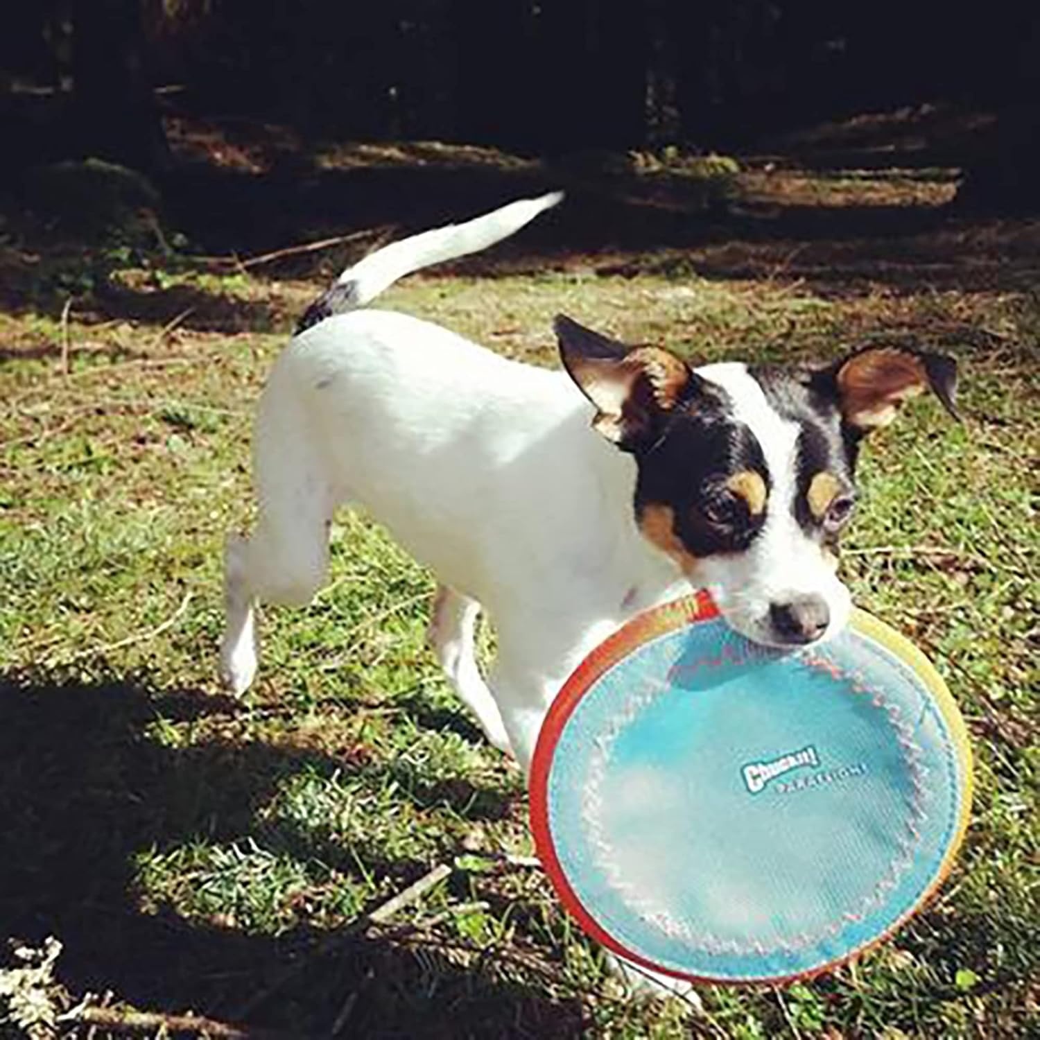 image:imageChuckit Max Glow Paraflight Flying Disc Dog Toy Water Floating Flyer Durable Nylon Construction with Soft Rubber Edges For Medium and Large Dogs Size Large 975 L x 975 W Pack of 1BlueOrange