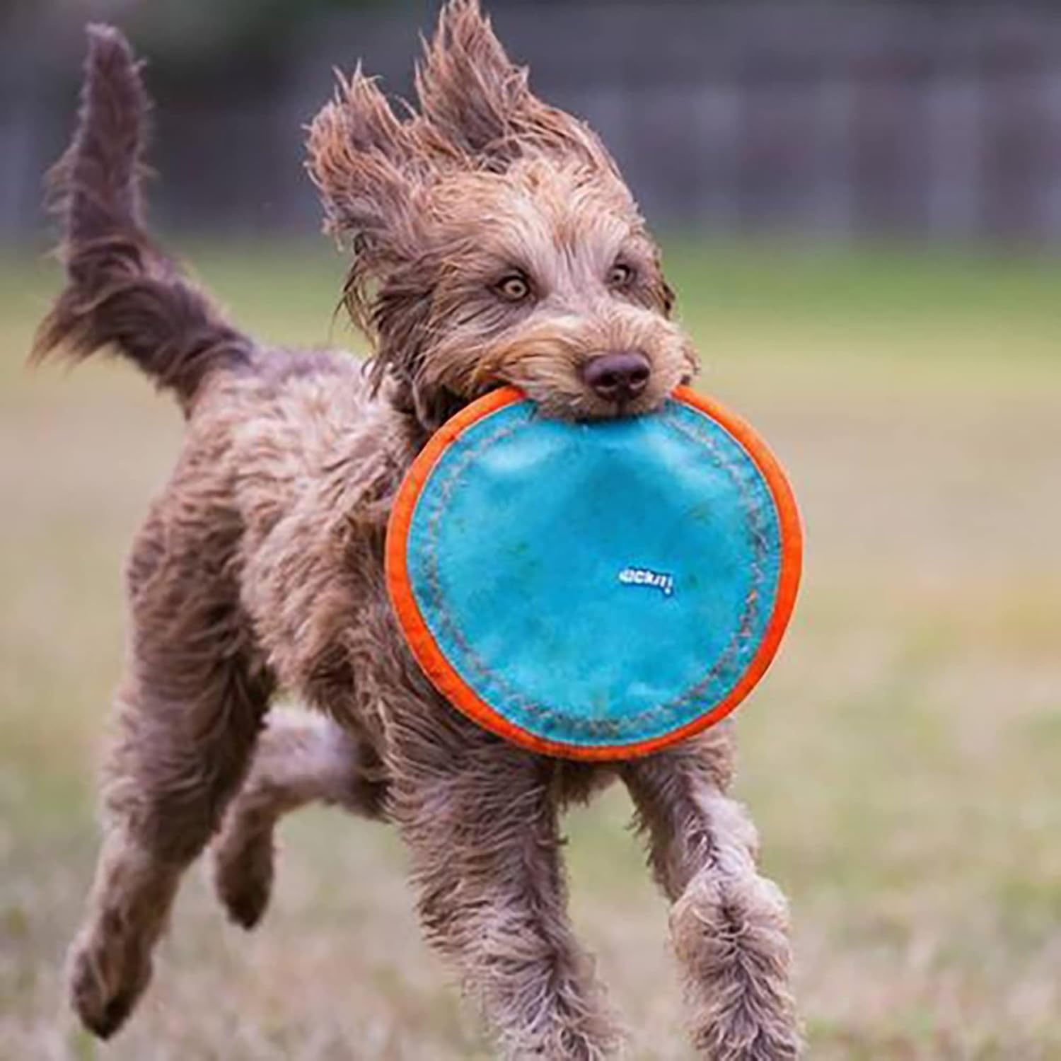 image:imageChuckit Max Glow Paraflight Flying Disc Dog Toy Water Floating Flyer Durable Nylon Construction with Soft Rubber Edges For Medium and Large Dogs Size Large 975 L x 975 W Pack of 1BlueOrange