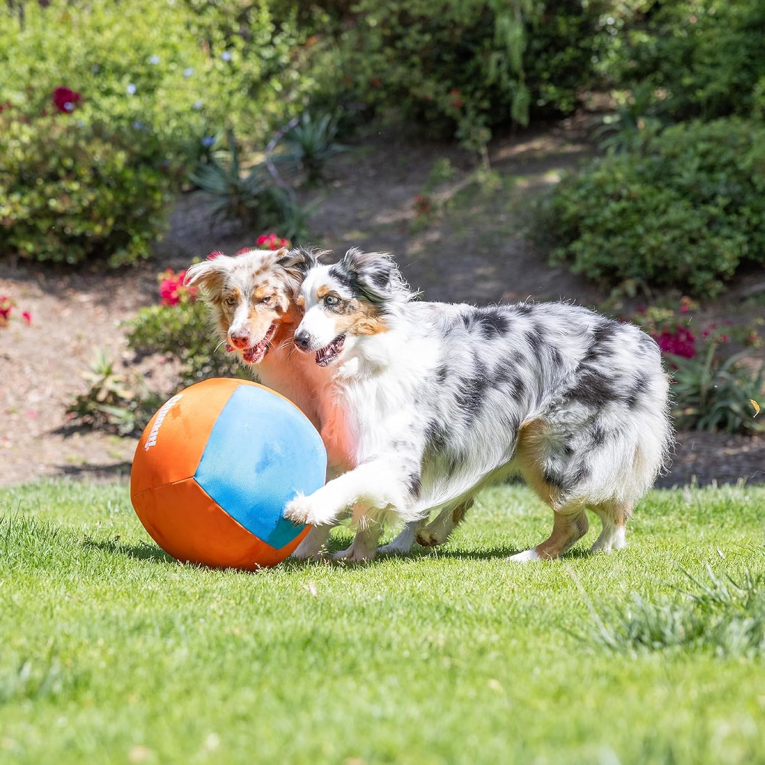 image:imageChuckit Air Fetch Ball Dog Toy Small 2 Inch Diameter for dogs 020 lbs Pack of 2Big Air Fetch Ball