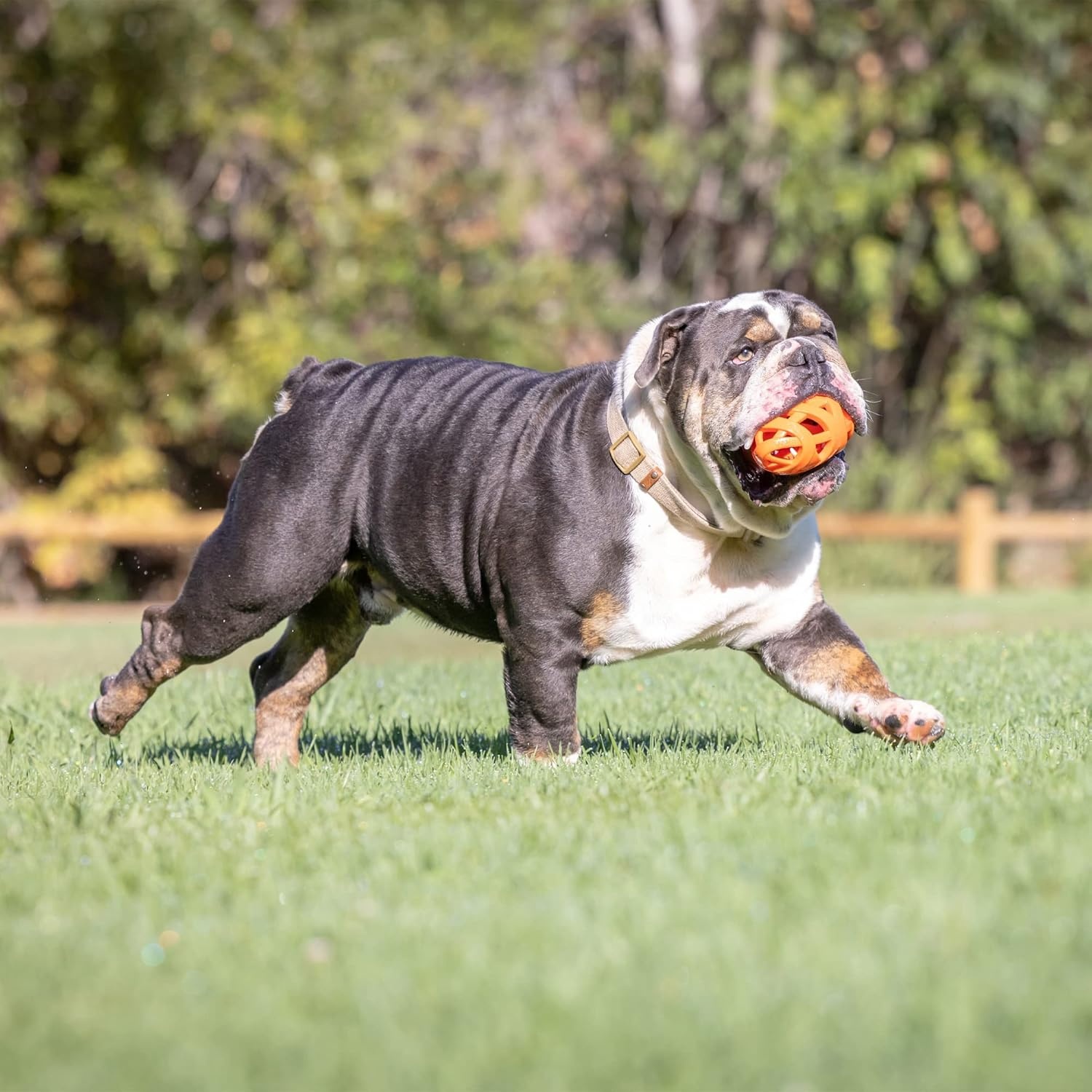 image:imageChuckit Air Fetch Ball Dog Toy Small 2 Inch Diameter for dogs 020 lbs Pack of 2Football