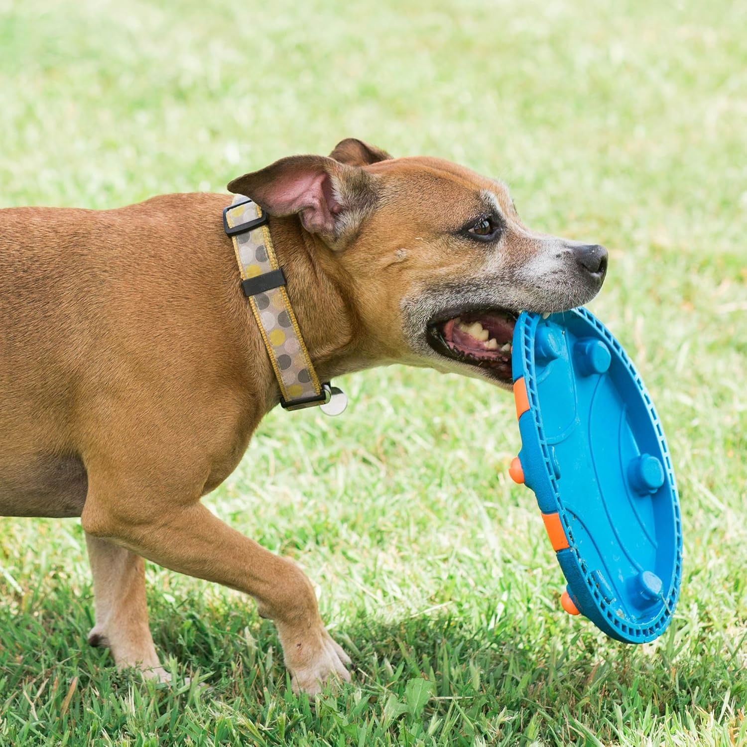 image:imageChuckit Whistle Flight Outdoor Dog Fetch Toy OrangeBlue 106 x 12 x 111 For Medium to Large Dogs