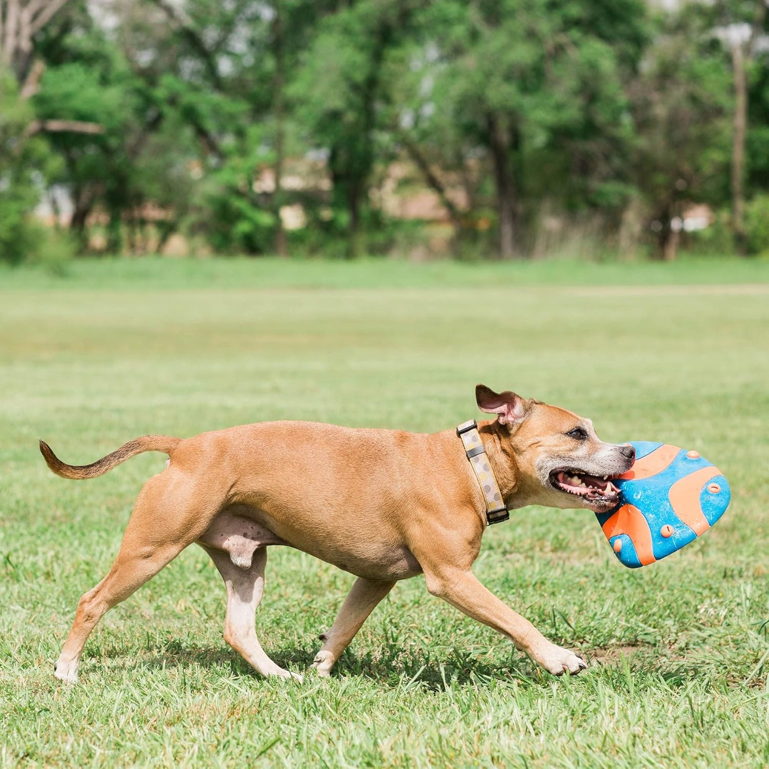 image:imageChuckit Whistle Flight Outdoor Dog Fetch Toy OrangeBlue 106 x 12 x 111 For Medium to Large Dogs