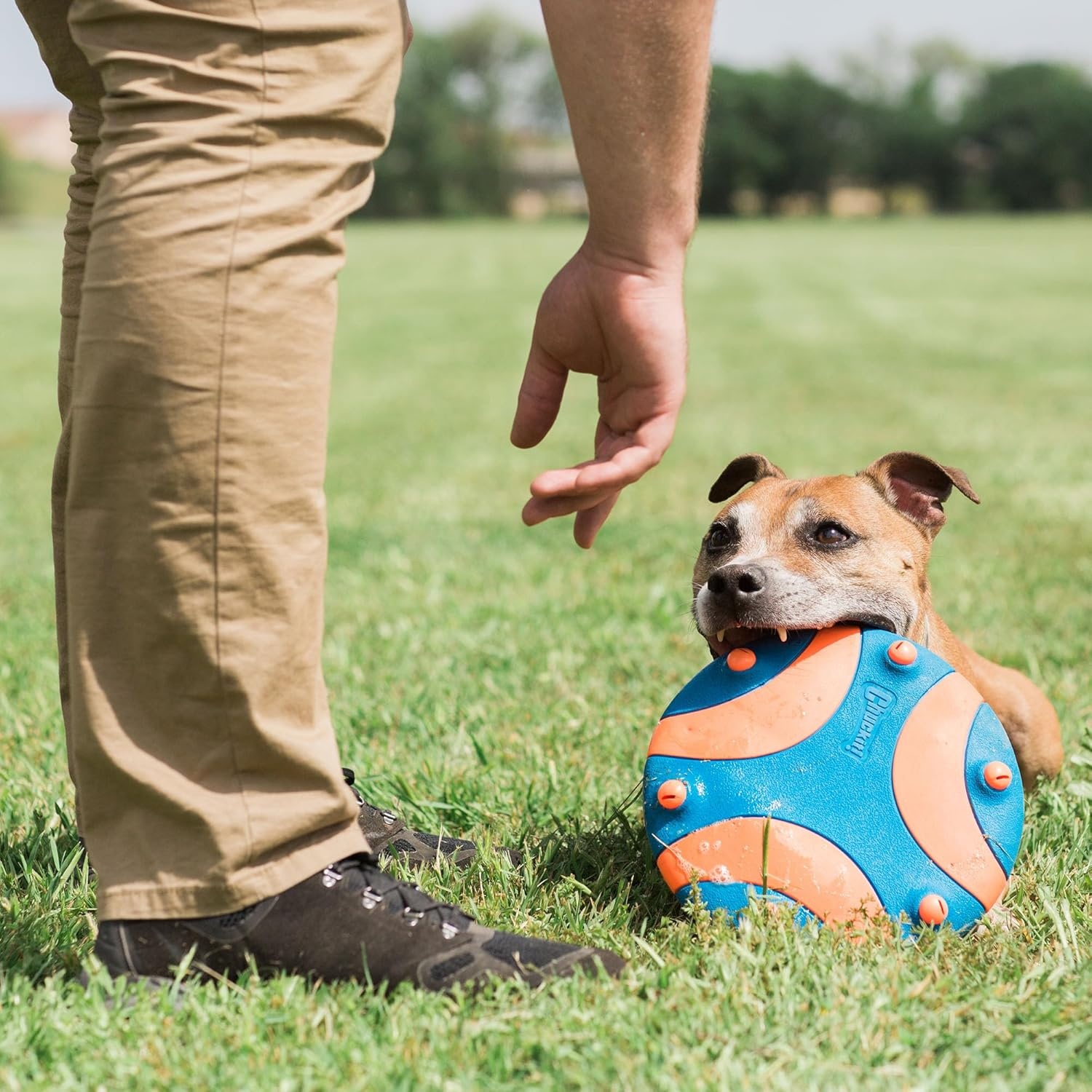 image:imageChuckit Whistle Flight Outdoor Dog Fetch Toy OrangeBlue 106 x 12 x 111 For Medium to Large Dogs