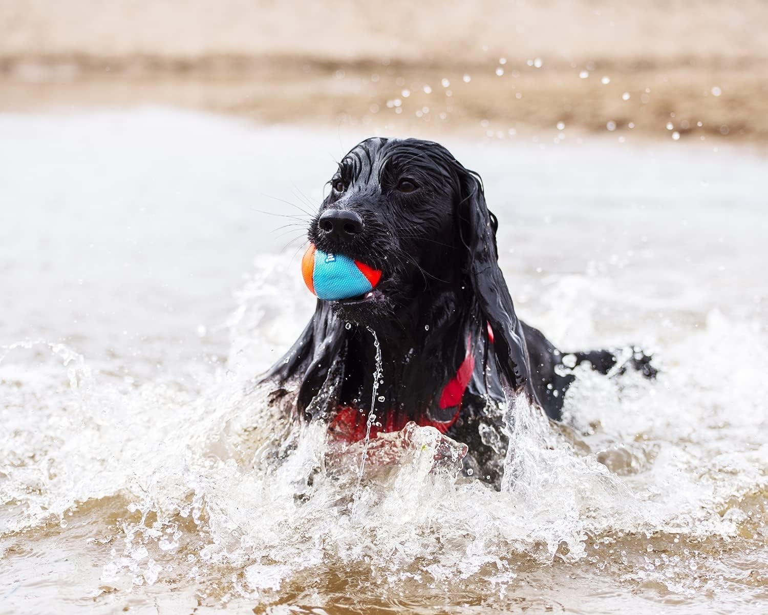 image:imageChuckIt Amphibious Fetch Balls Set of 3 MediumMedium