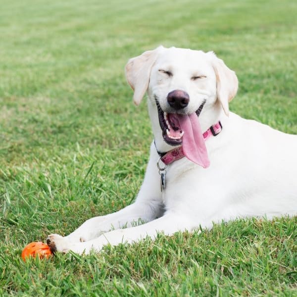 image:imageChuckit Air Fetch Ball Dog Toy Medium 25 Inch Diameter for dogs 2060 lbs Pack of 2Ball XLarge