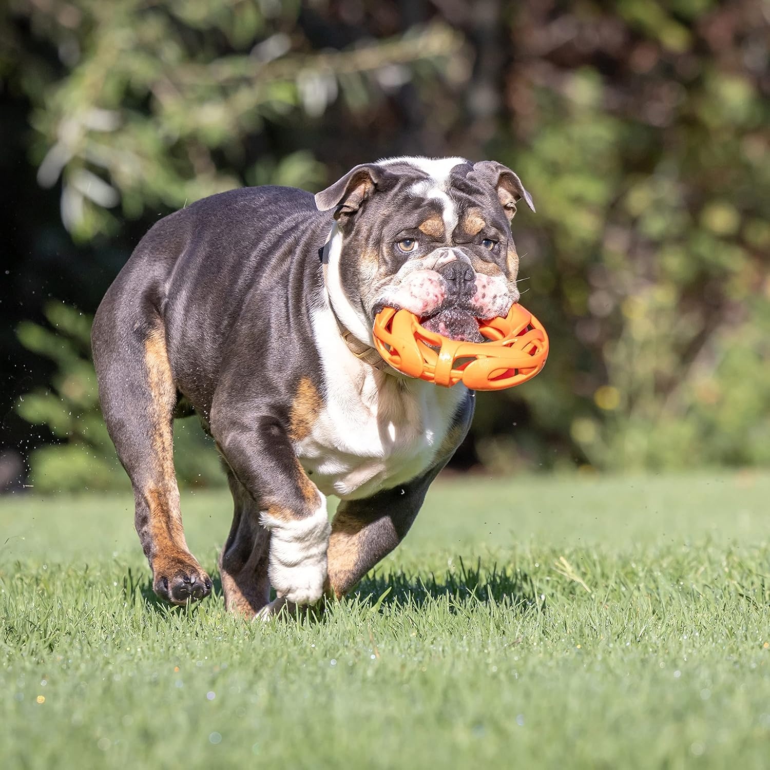 image:imageChuckit Air Fetch Ball Dog Toy Medium 25 Inch Diameter for dogs 2060 lbs Pack of 2Fetch Wheel