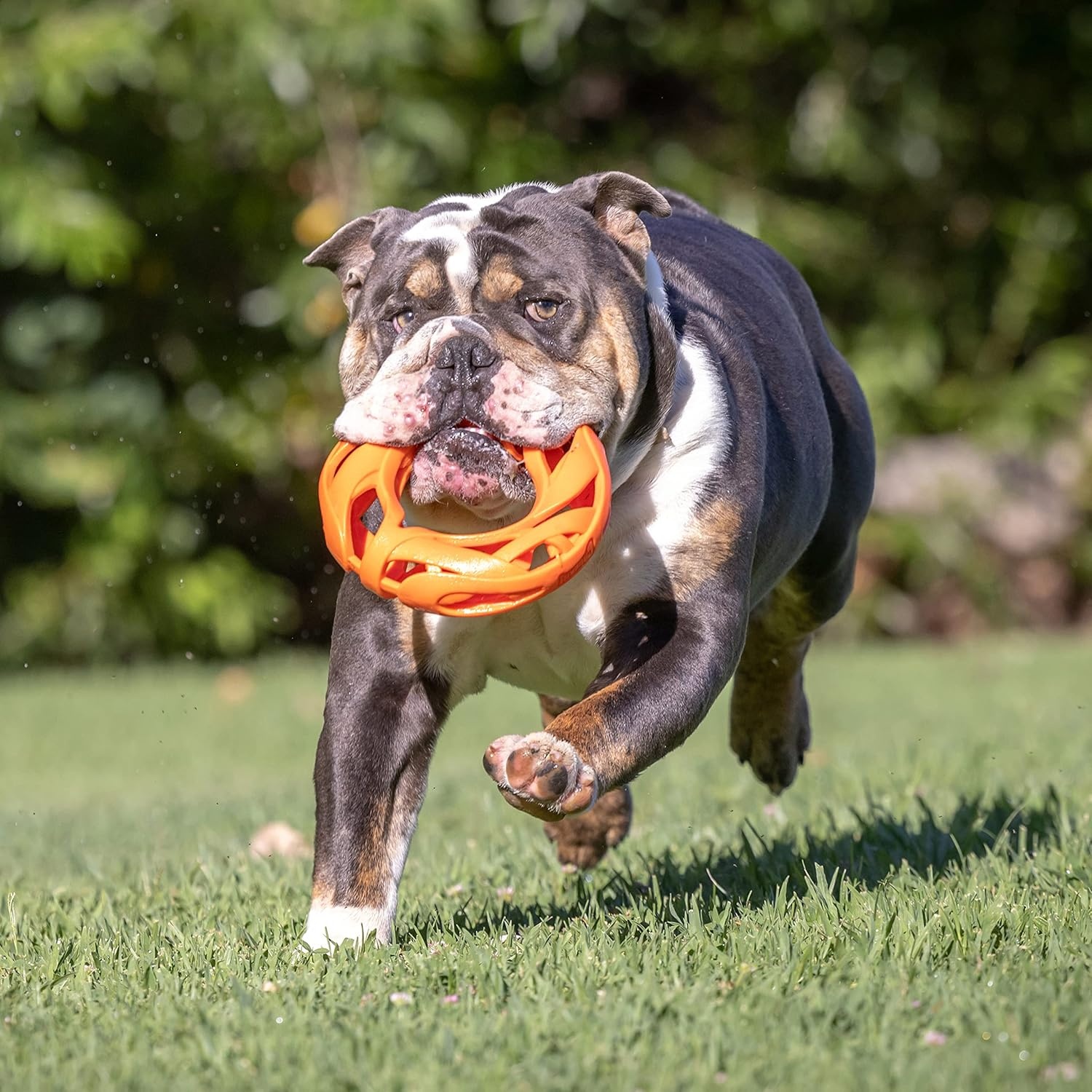 image:imageChuckit Air Fetch Ball Dog Toy Medium 25 Inch Diameter for dogs 2060 lbs Pack of 2Fetch Wheel