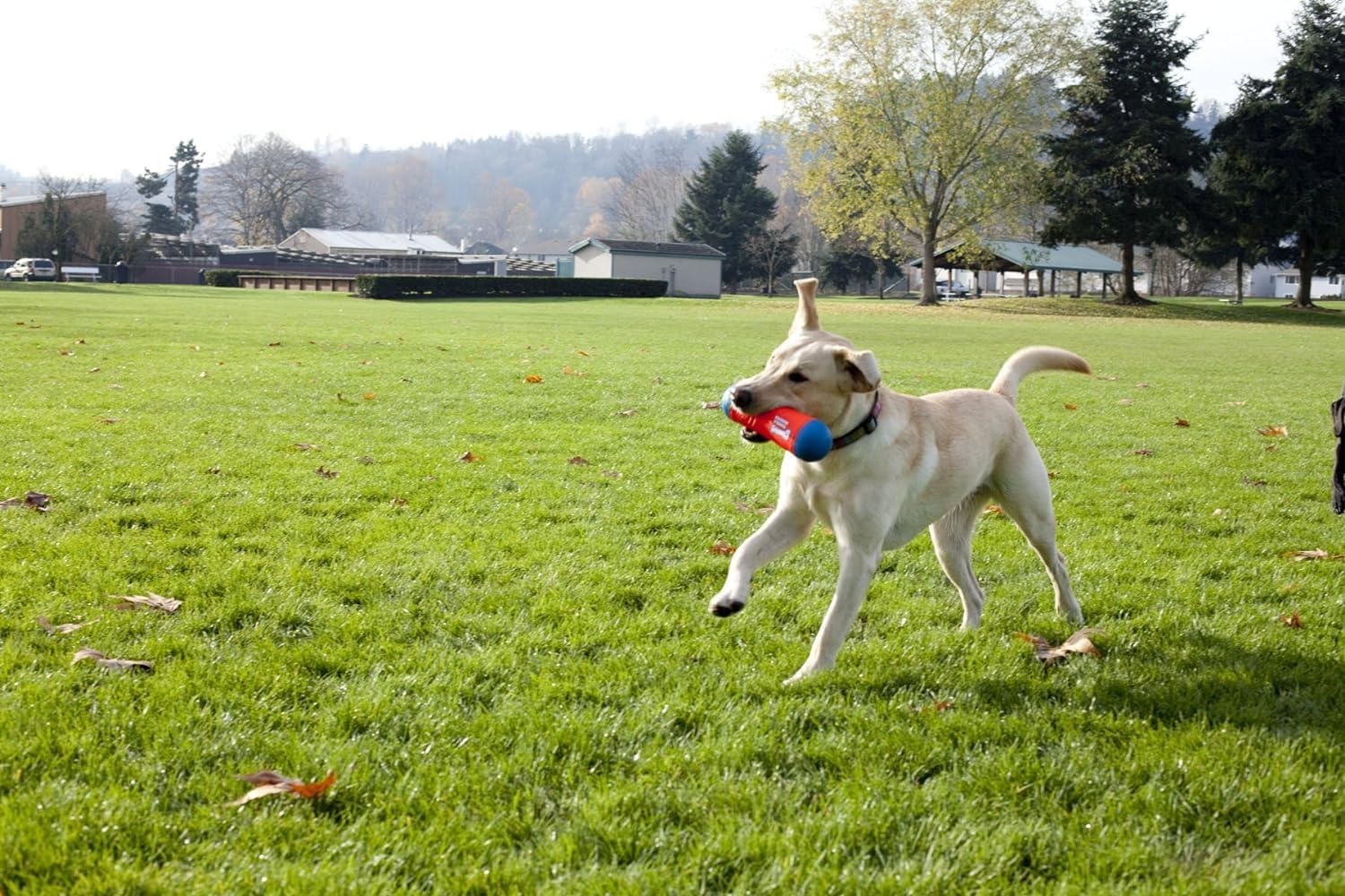 image:imageChuckit Amphibious Tumble Bumper Dog Toy Floats on waterLargeLarge