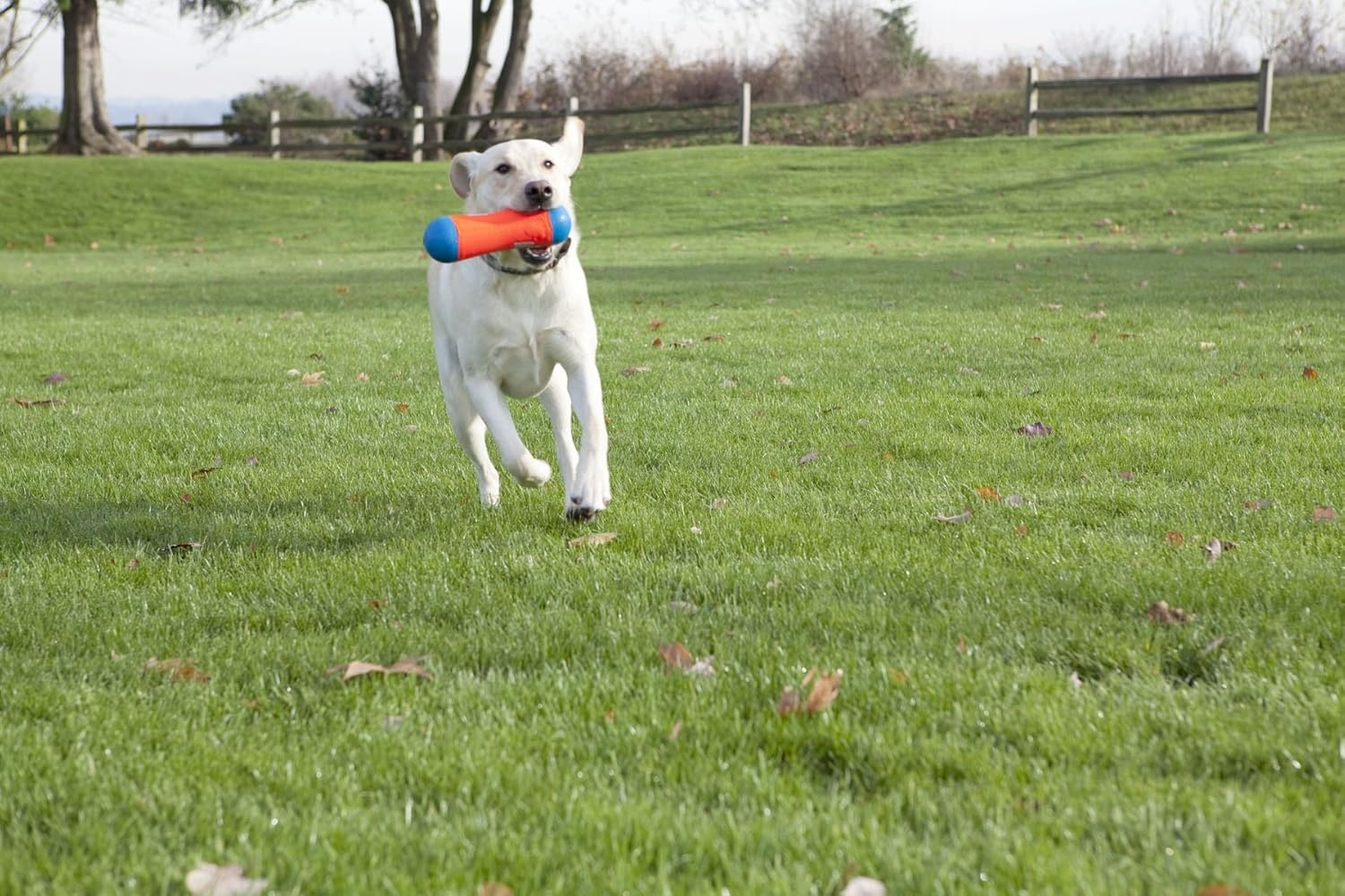 image:imageChuckit Amphibious Tumble Bumper Dog Toy Floats on waterLargeMedium