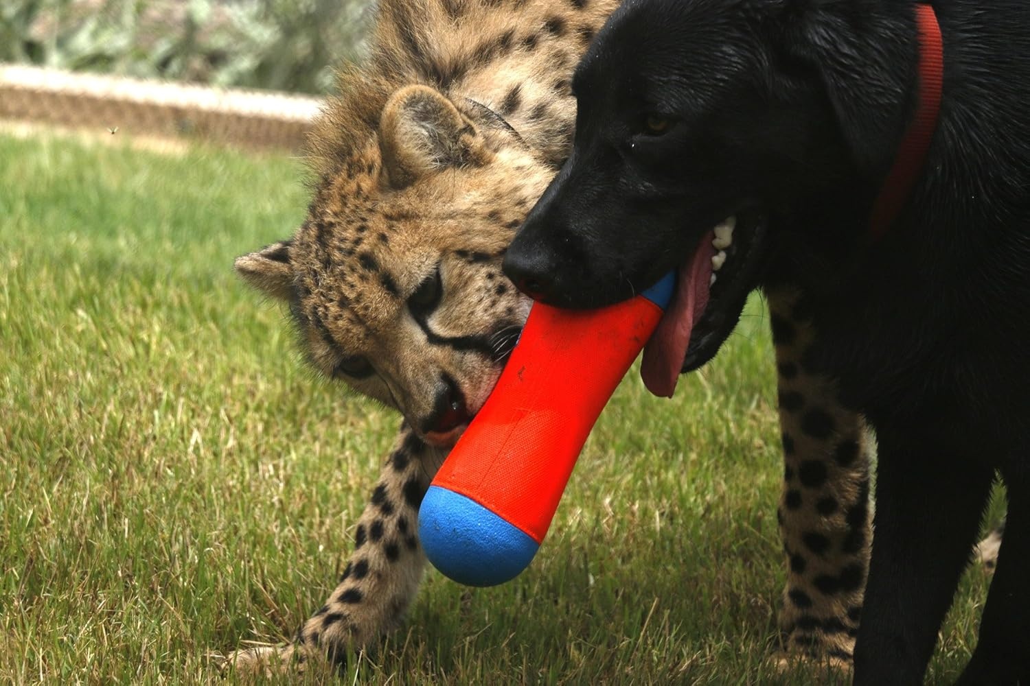 image:imageChuckit Amphibious Tumble Bumper Dog Toy Floats on waterLargeMedium