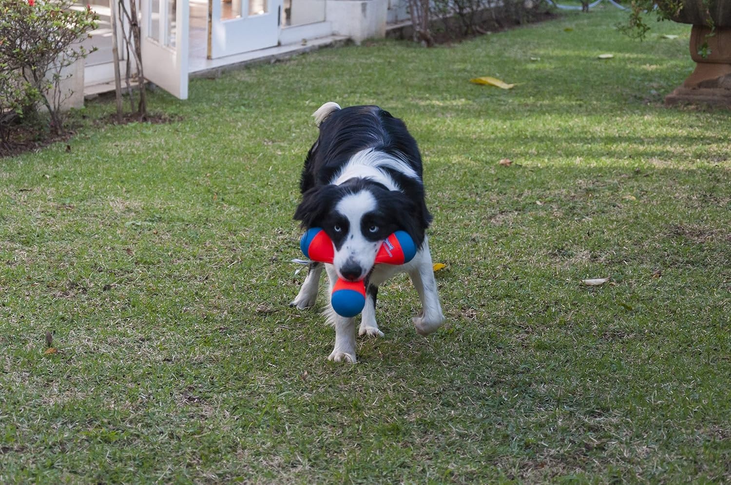 image:imageChuckit Amphibious Tumble Bumper Dog Toy Floats on waterLargeMedium Pack of 12
