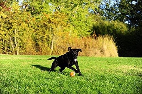 image:imageChuckit Dog Tennis Ball Dog Toy Large 3 Inch Diameter for dogs 60100 lbs Pack of 2Large 2 Count Pack of 1
