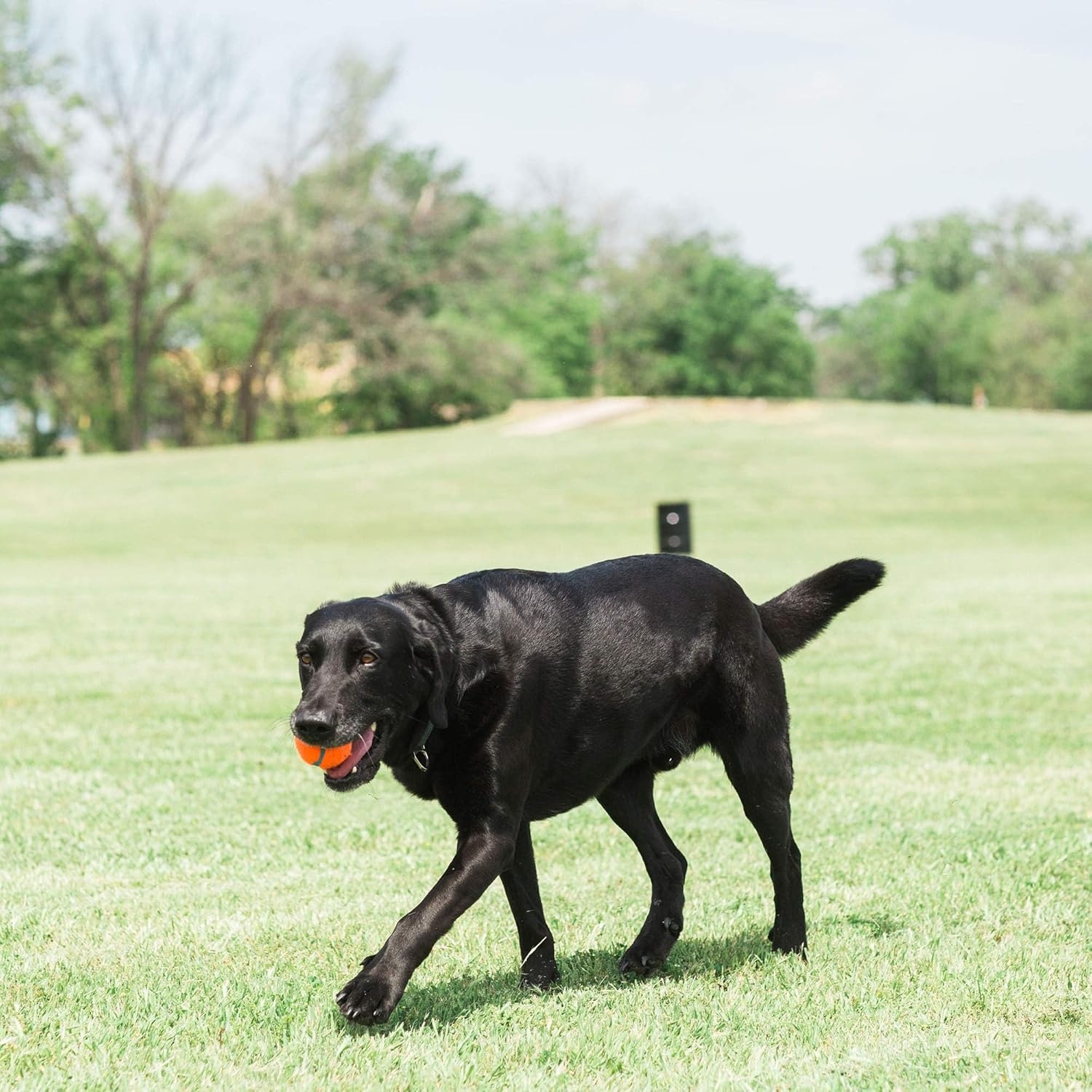 image:imageChuckit Dog Tennis Ball Dog Toy Large 3 Inch Diameter for dogs 60100 lbs Pack of 2Large 2 Count Pack of 12