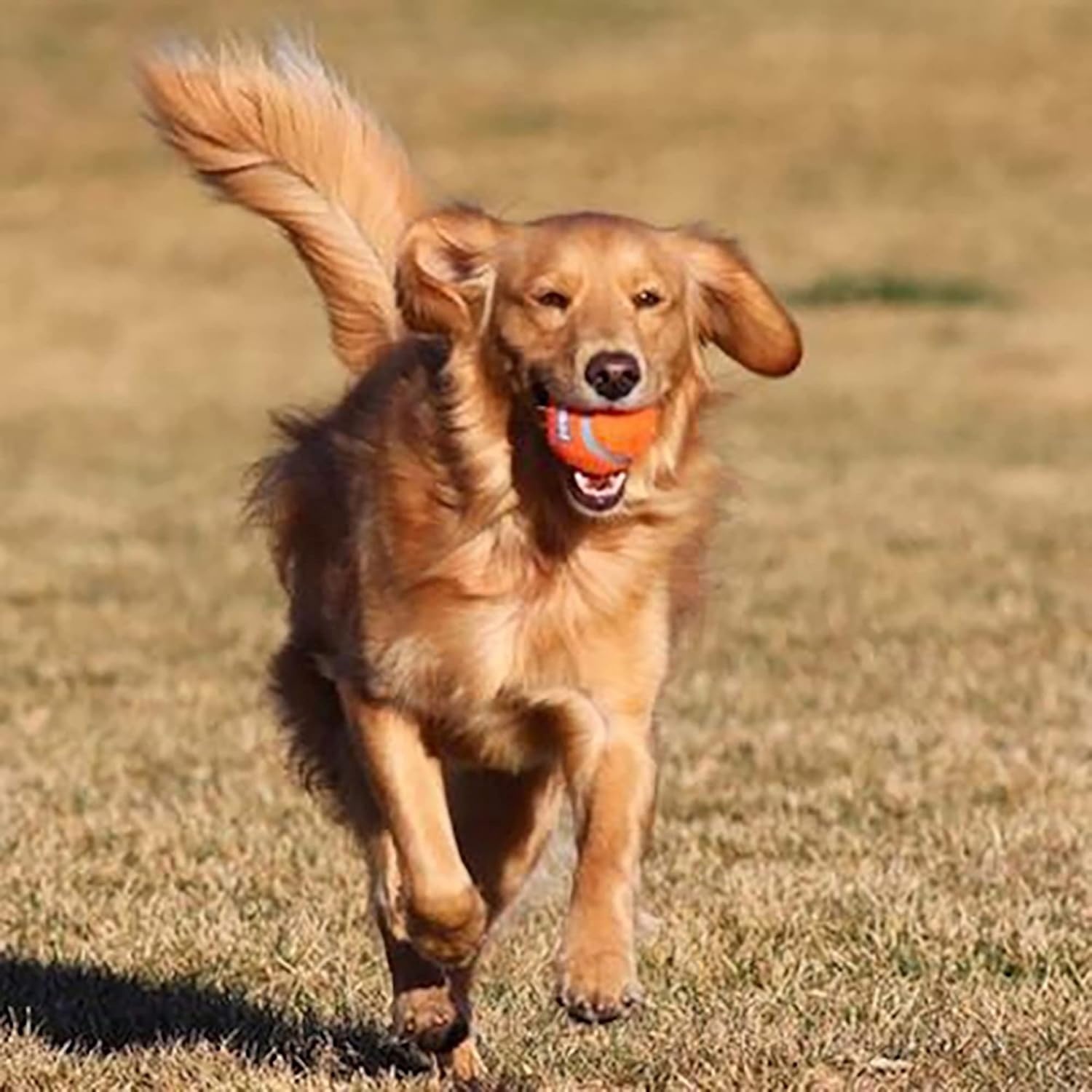 image:imageChuckit Dog Tennis Ball Dog Toy Large 3 Inch Diameter for dogs 60100 lbs Pack of 2Large 2 Count Pack of 12