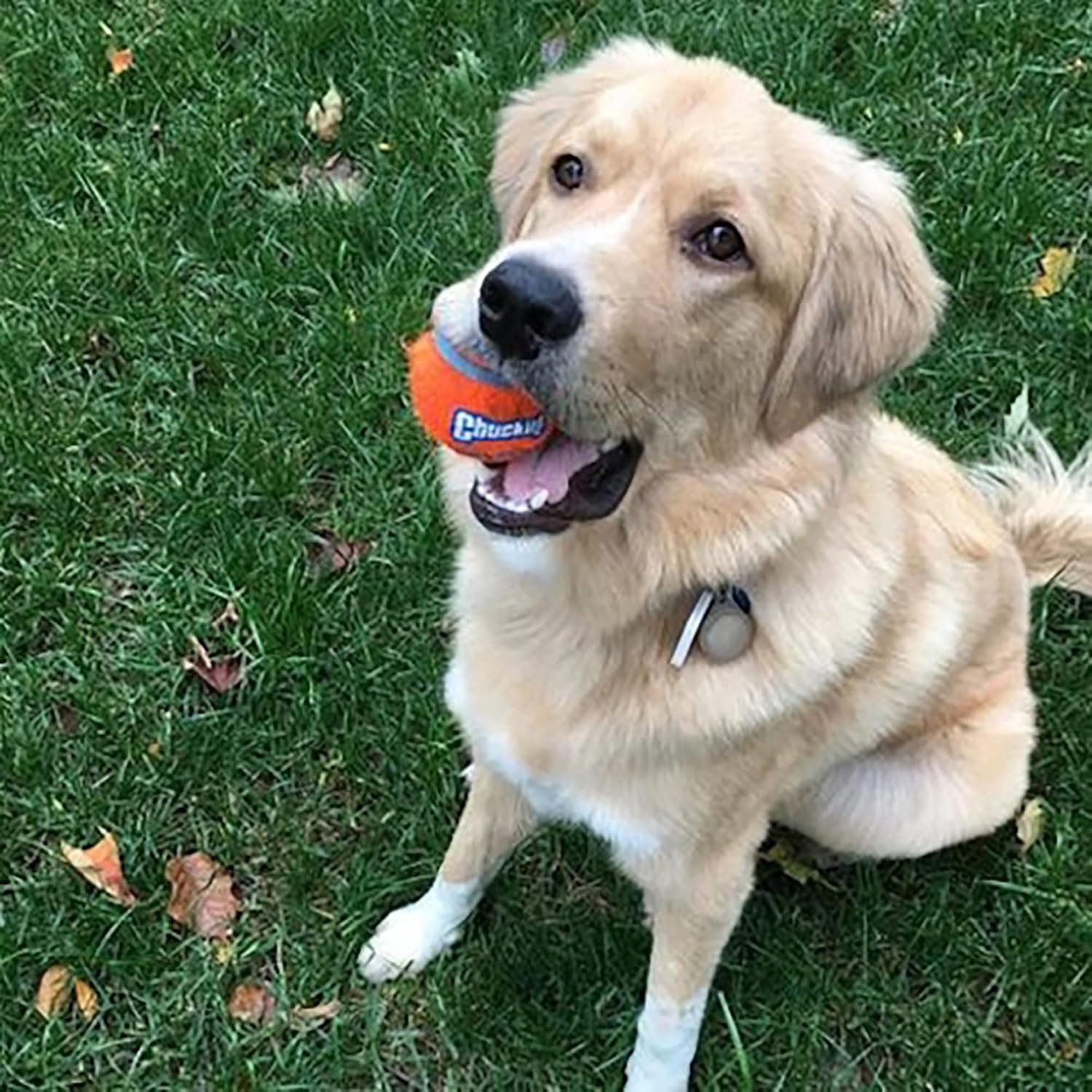 image:imageChuckit Dog Tennis Ball Dog Toy Large 3 Inch Diameter for dogs 60100 lbs Pack of 2Large 2 Count Pack of 12