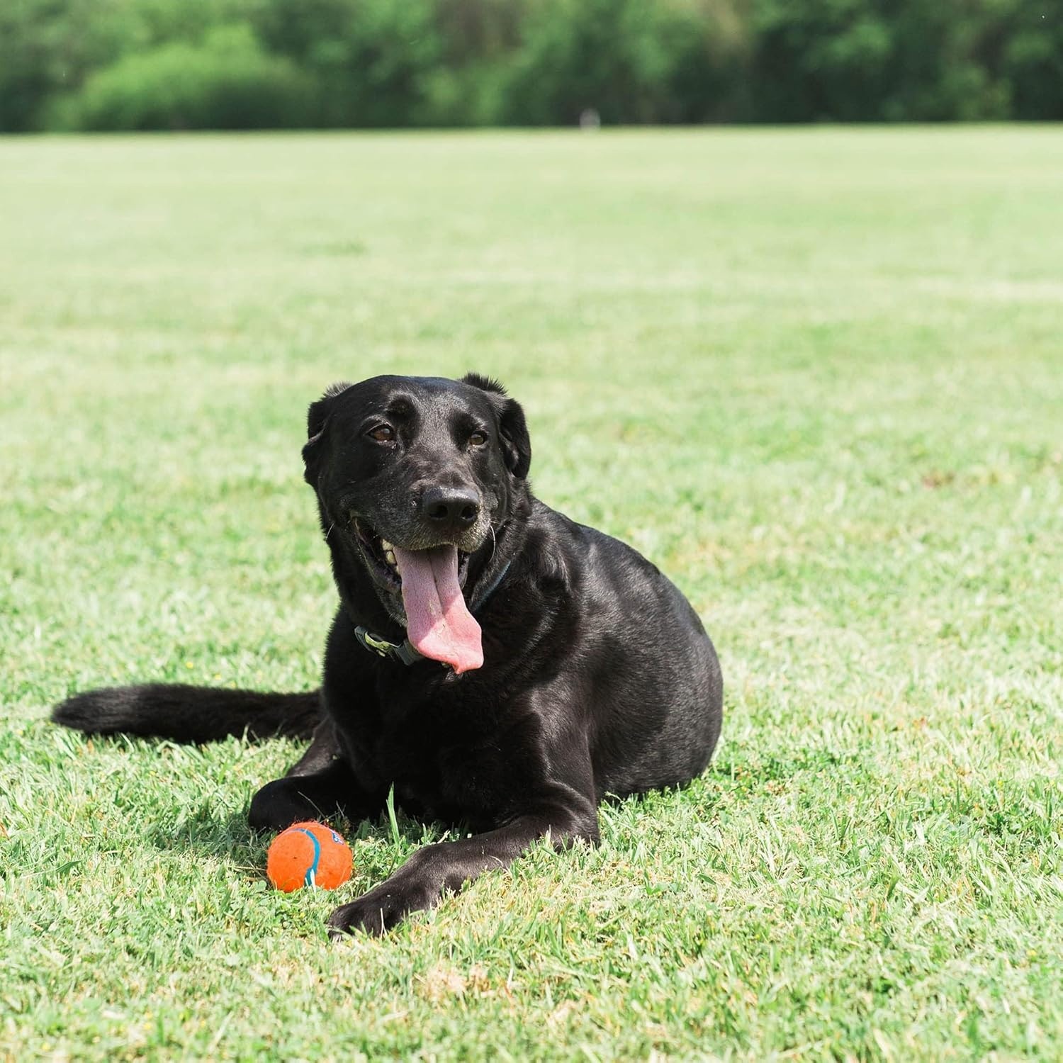 image:imageChuckit Dog Tennis Ball Dog Toy Large 3 Inch Diameter for dogs 60100 lbs Pack of 2Large 2 Count Pack of 12