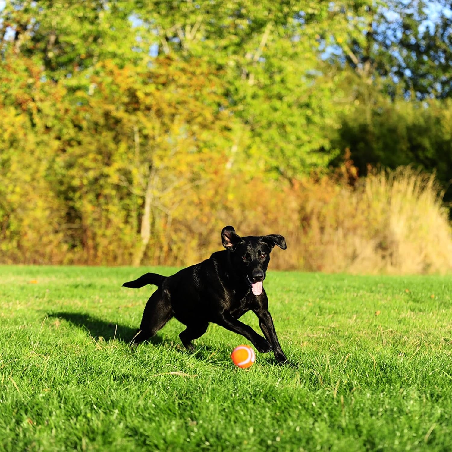 image:imageChuckit Dog Tennis Ball Dog Toy Large 3 Inch Diameter for dogs 60100 lbs Pack of 2Large 2 Count Pack of 12