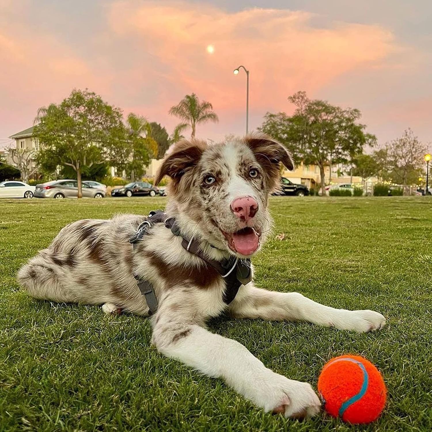 image:imageChuckit Dog Tennis Ball Dog Toy Large 3 Inch Diameter for dogs 60100 lbs Pack of 2Large 2 Count Pack of 12