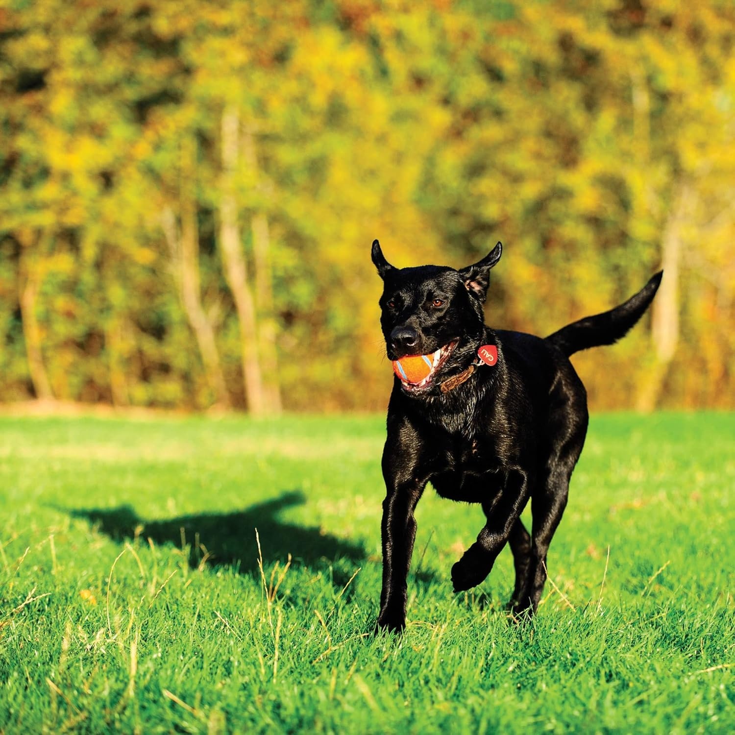 image:imageChuckit Dog Tennis Ball Dog Toy Large 3 Inch Diameter for dogs 60100 lbs Pack of 2Large 2 Count Pack of 12