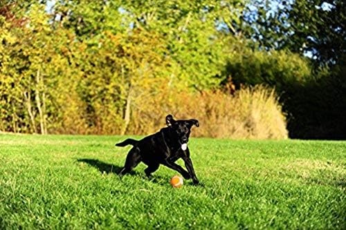 image:imageChuckit Dog Tennis Ball Dog Toy Large 3 Inch Diameter for dogs 60100 lbs Pack of 2XLarge Pack of 2