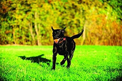 image:imageChuckit Dog Tennis Ball Dog Toy Medium 25 Inch Diameter for dogs 2060 lbs Pack of 2Large Pack of 1