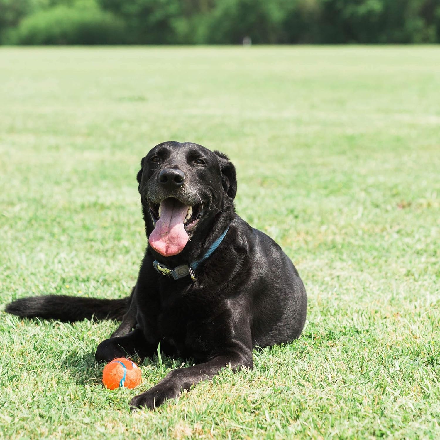 image:imageChuckit Dog Tennis Ball Dog Toy Medium 25 Inch Diameter for dogs 2060 lbs Pack of 2Large Pack of 1