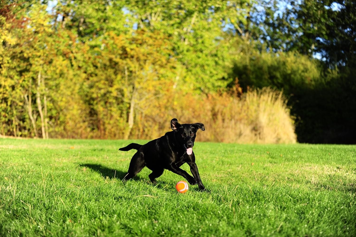 image:imageChuckit Dog Tennis Ball Dog Toy Medium 25 Inch Diameter for dogs 2060 lbs Pack of 2Medium Pack of 2