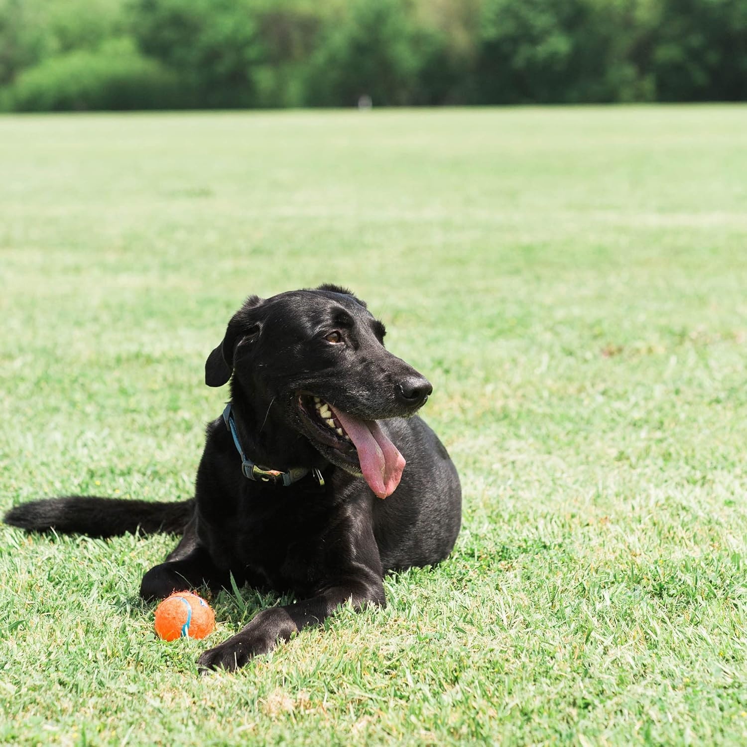 image:imageChuckit Dog Tennis Ball Dog Toy Medium 25 Inch Diameter for dogs 2060 lbs Pack of 2Medium Pack of 4