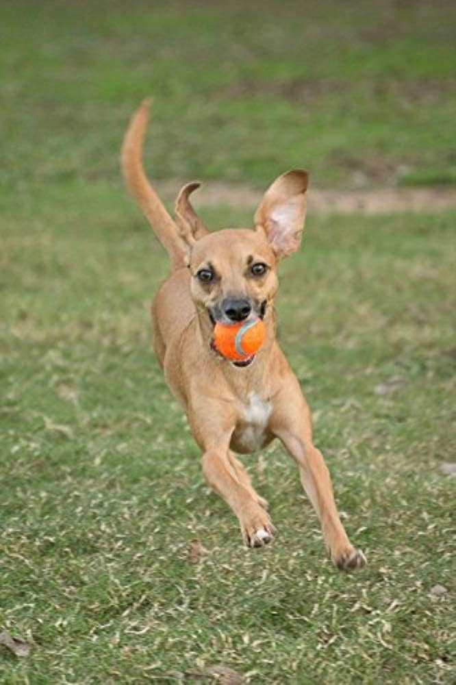 image:imageChuckit Dog Tennis Ball Dog Toy Medium 25 Inch Diameter for dogs 2060 lbs Pack of 2Small Pack of 2