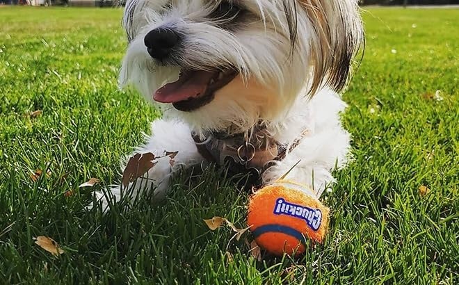 image:imageChuckit Dog Tennis Ball Dog Toy Medium 25 Inch Diameter for dogs 2060 lbs Pack of 2Small Pack of 2