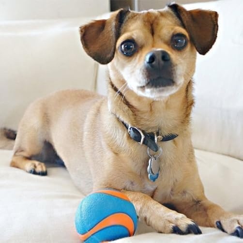 image:imageChuckit Gen 1 Fetch Pack Dog Balls Interactive Dog Toys HighBounce Fetch Ball Floating Ultra and Rugged Balls Durable Size Medium 25inch Diameter Set of 3Medium 25 Pack of 12
