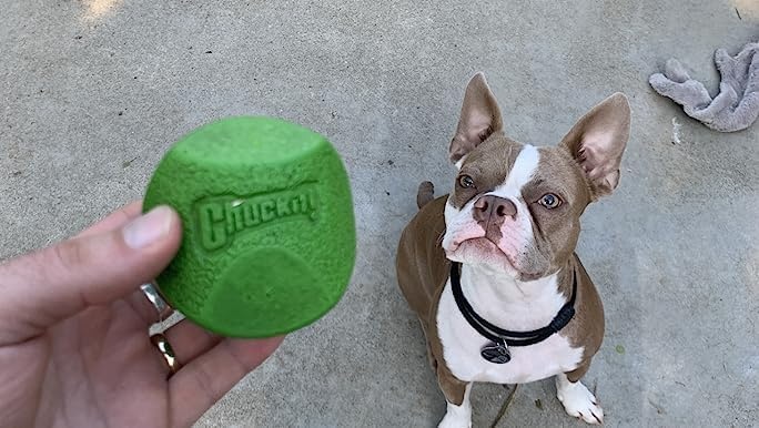 image:imageChuckit Gen 1 Fetch Pack Dog Balls Interactive Dog Toys HighBounce Fetch Ball Floating Ultra and Rugged Balls Durable Size Medium 25inch Diameter Set of 3Medium 25 Pack of 12