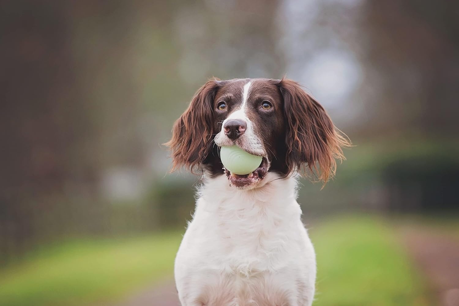 image:imageChuckit Gen 1 Fetch Pack Dog Balls Interactive Dog Toys HighBounce Fetch Ball Floating Ultra and Rugged Balls Durable Size Medium 25inch Diameter Set of 3Small 2