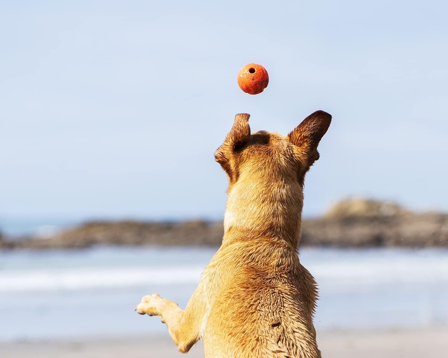image:imageChuckit Gen 1 Fetch Pack Dog Balls Interactive Dog Toys HighBounce Fetch Ball Floating Ultra and Rugged Balls Durable Size Medium 25inch Diameter Set of 3Medium 25 Pack of 12