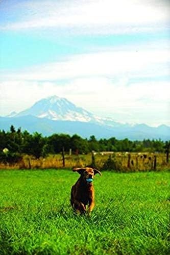 image:imageChuckit HighBounce Rubber Fetch Ball Medium 25 Inch Pack of 1 Assorted Colors For Medium Breeds