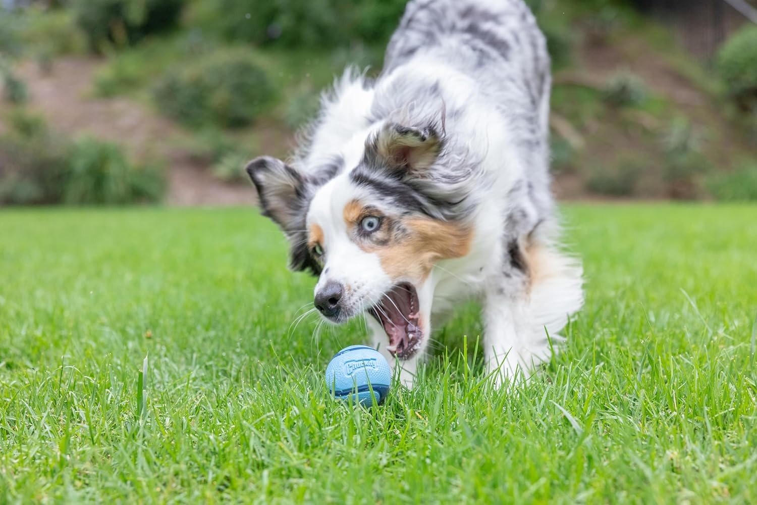 image:imageChuckit Medium Fetch Ball 25 2 Pack Colors VaryGreen Blue