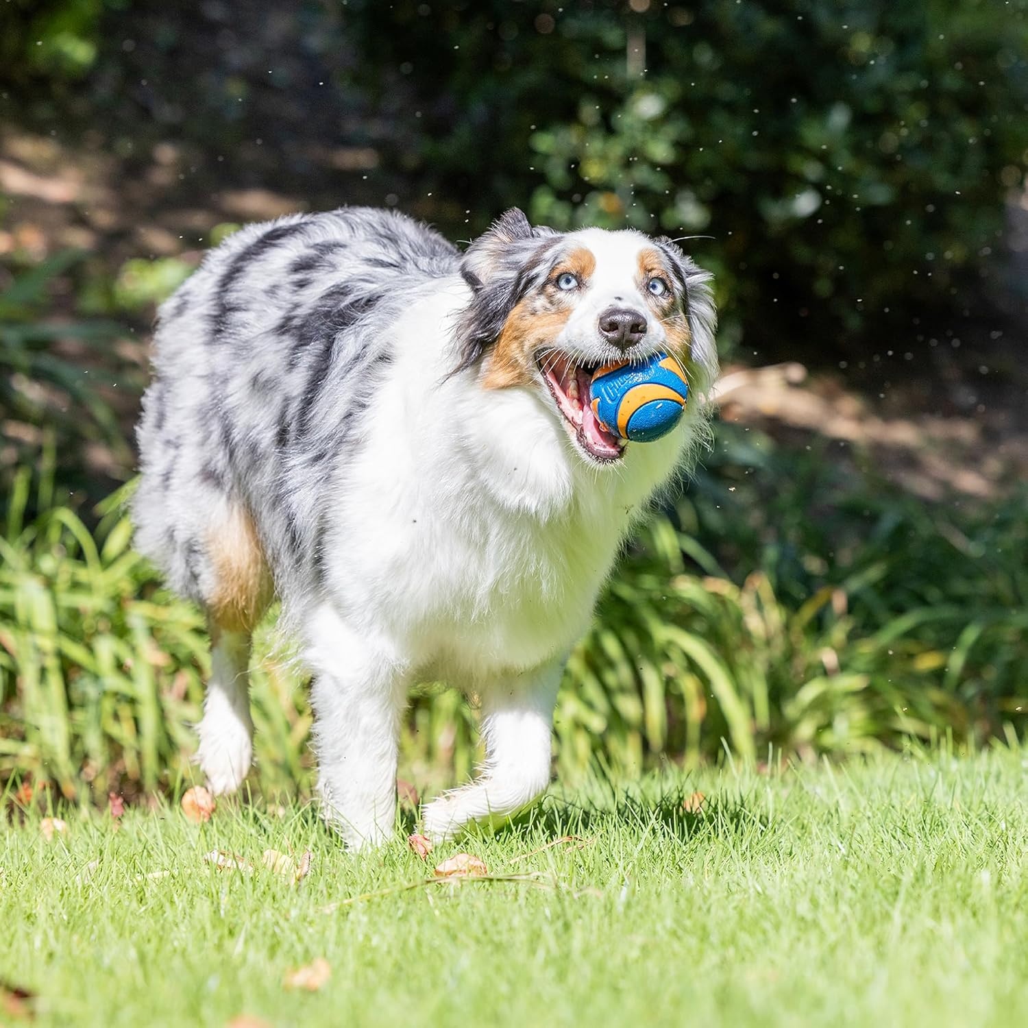 image:imageChuckit Ultra Ball Dog Toy Medium Bouncy Fetch Balls For Dogs 2060 lbs Made from Durable Rubber Floating Water Pet Toys Size Medium 25inch Diameter Pack of 4Medium