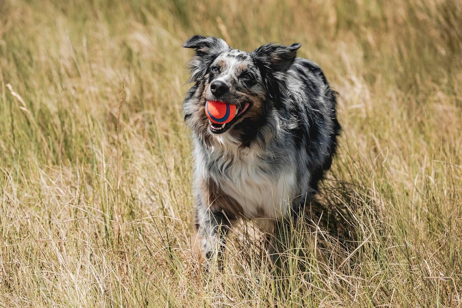 image:imageChuckit Ultra Ball Dog Toy Medium Bouncy Fetch Balls For Dogs 2060 lbs Made from Durable Rubber Floating Water Pet Toys Size Medium 25inch Diameter Pack of 4Medium