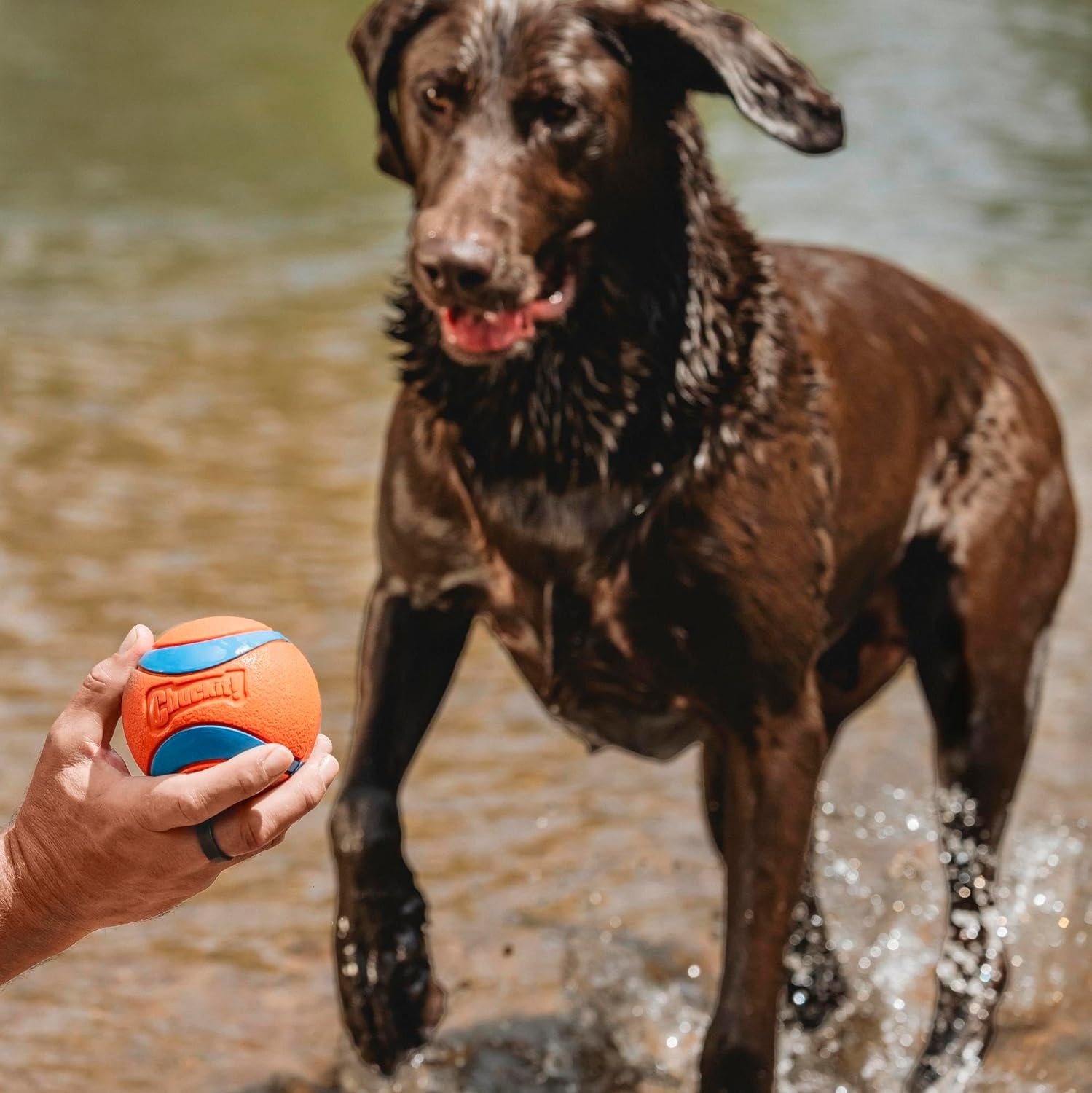 image:imageChuckit Ultra Squeaker Ball Dog Toy Large 3 Inch 1 Pack for Large BreedsUltra