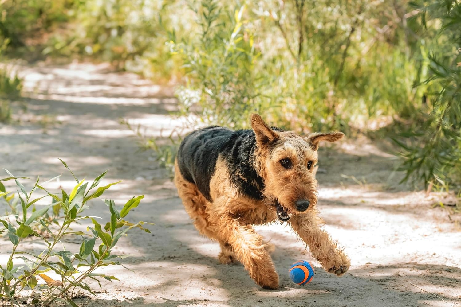 image:imageChuckit Ultra Squeaker Dog Ball Fetch Toy Medium 1 PackSqueaker
